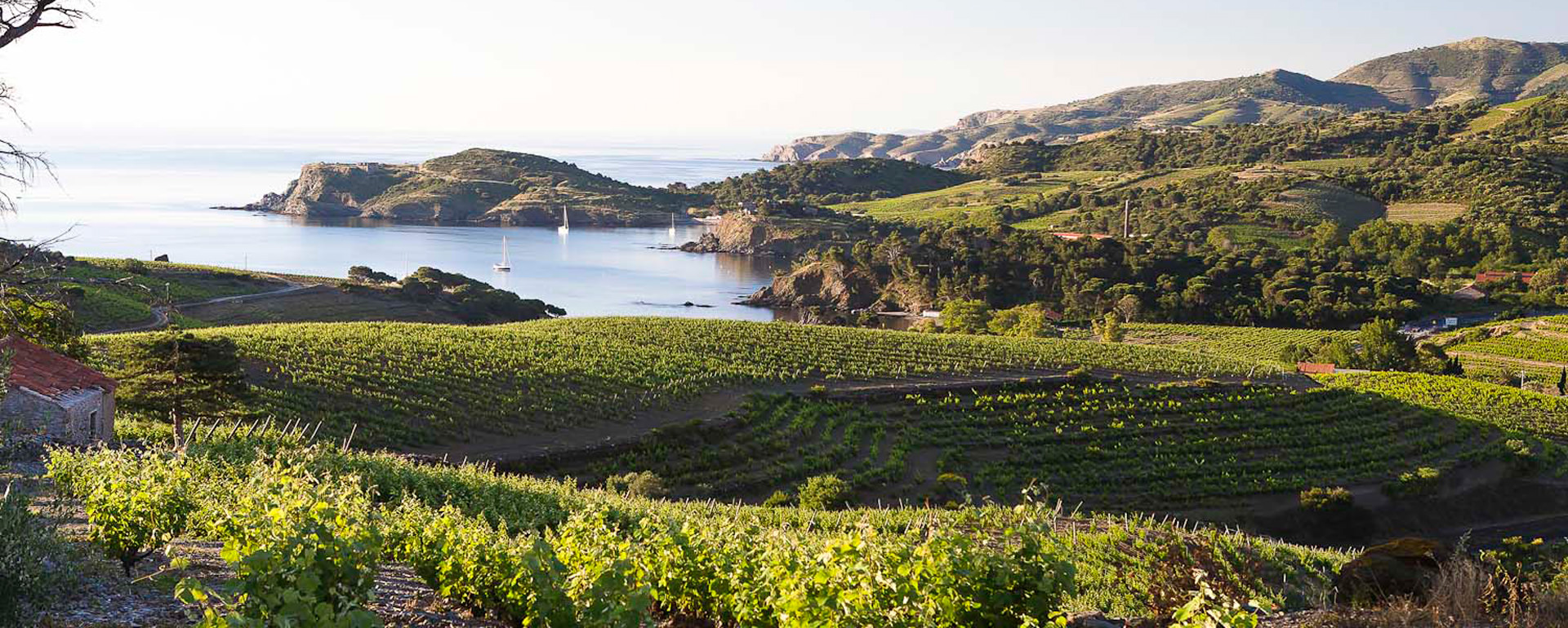 Vignobles du Roussillon  Vignobles du Roussillon - Collioure - Pyrénées-Orientales